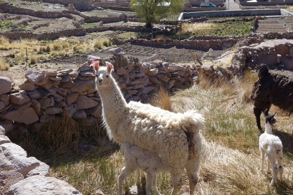 Lamas - San Pedro de Quemez