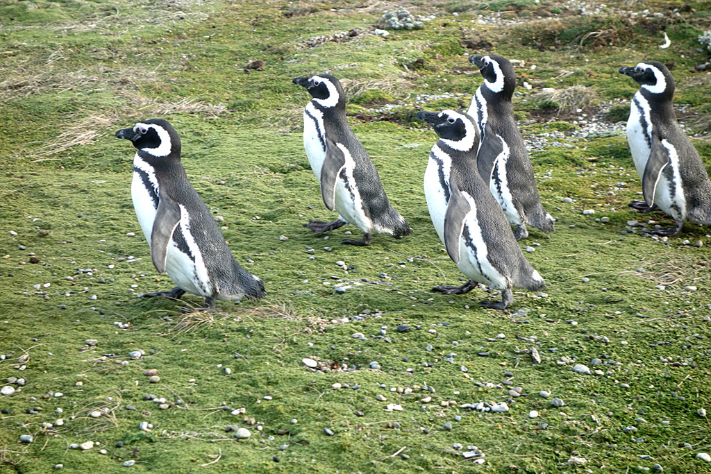 Pinguinkolonie am Seno Otway