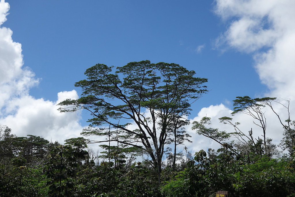 Impressionen - Lava Tree Park