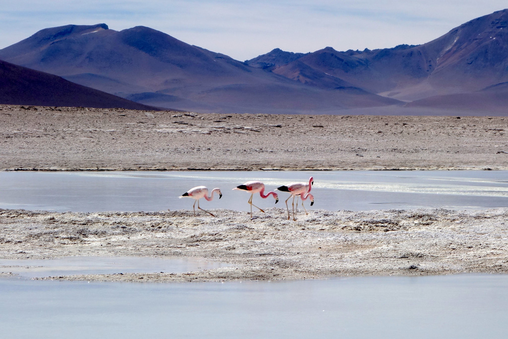 Flamingos - Laguna Blanca