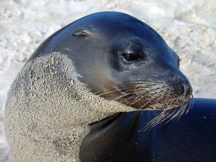 Seelöwe - Galapagos