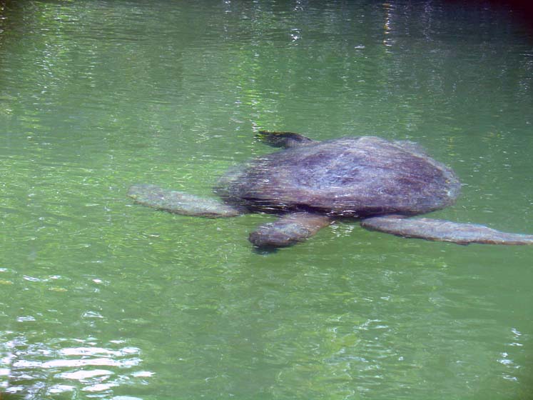 Bachas Bay - Wasserschildkröte