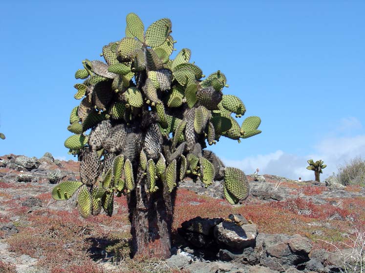 Kaktus - jeder Land-Leguan lebt einsam unter einem Schatten spendenden Kaktus- Plaza Sur