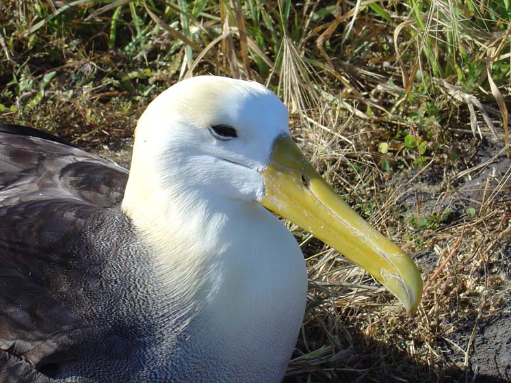 Albatrosse - Española