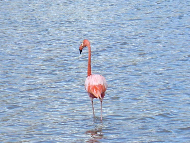 Flamingo - Floreana