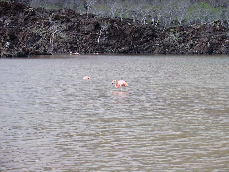 Flamingos - Floreana