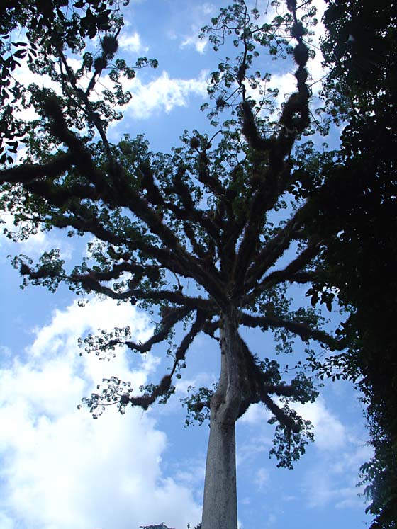 Starker Baum - Tikal