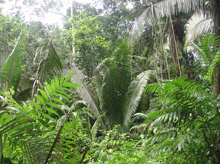Dschungel - Seibal/ Ceibal
