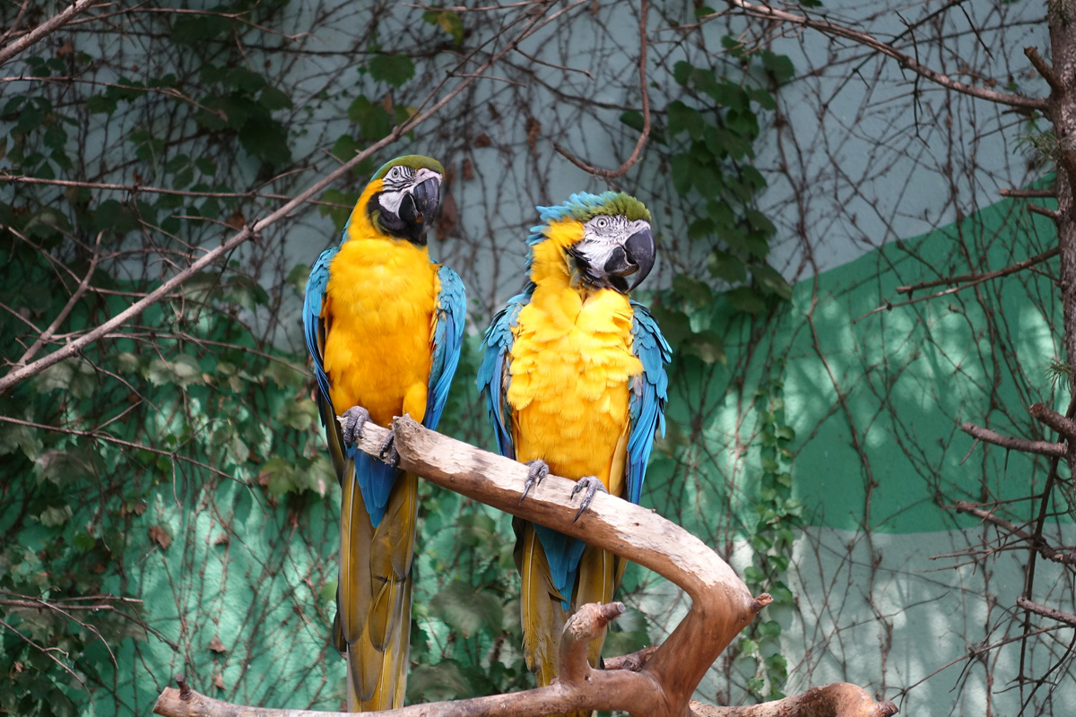 Everland Zoo