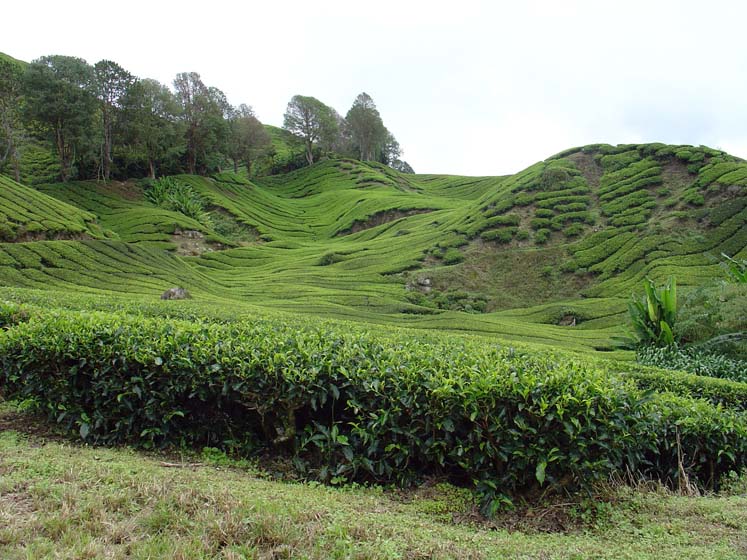 Teeplantage - Cameron Highlands