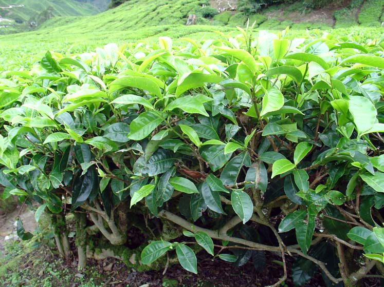 Teepflanze - Cameron Highlands