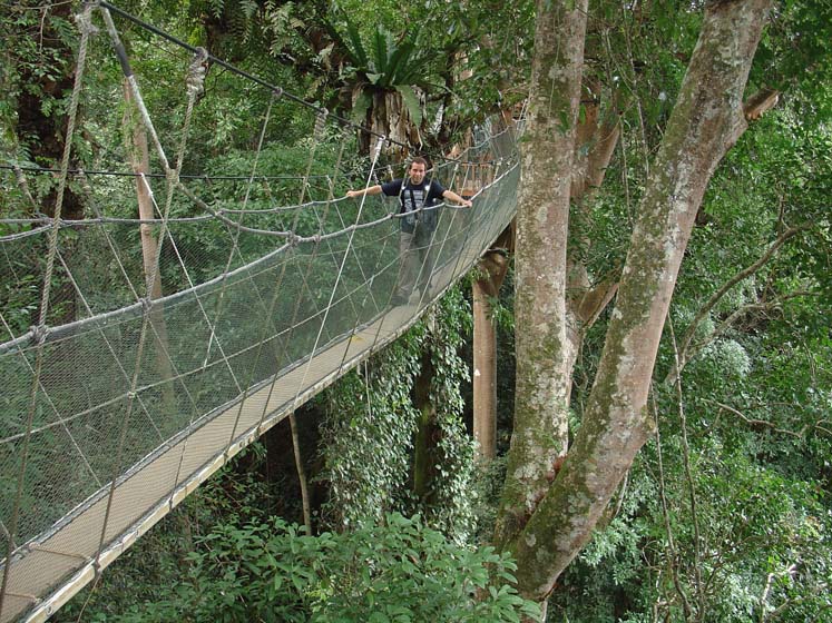 Canopy Walkway - Kinabalu Nationalpark