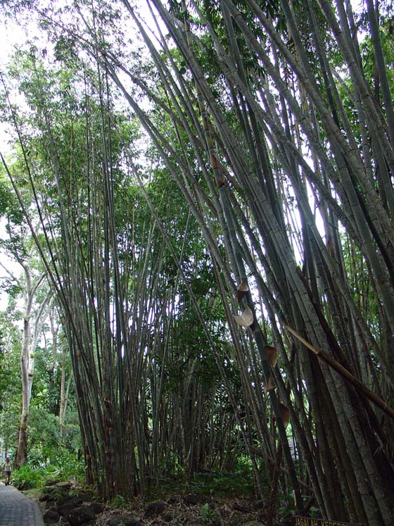 Bambus - Kinabalu Nationalpark