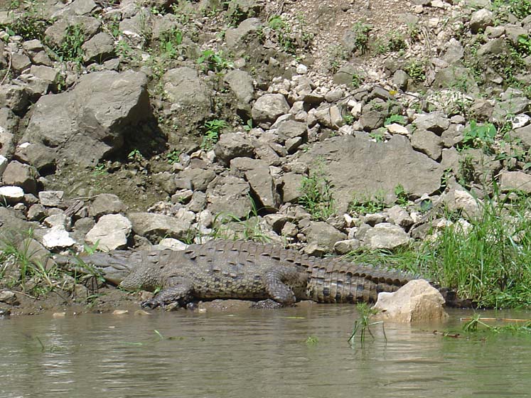 Krokodile - Los Cocodrilos - Chiapa de Corzo