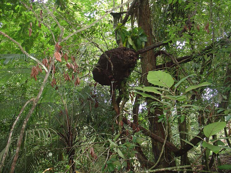Dschungel - Palenque