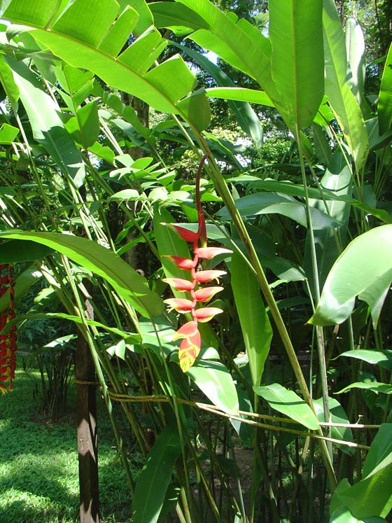 Dschungel - Palenque