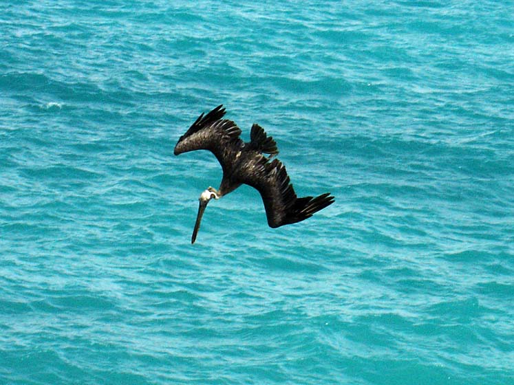 Pelikan im Sturzflug - Tulum