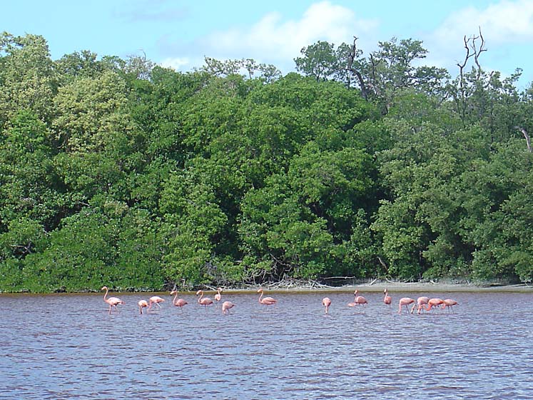 Flamingos - Celestún