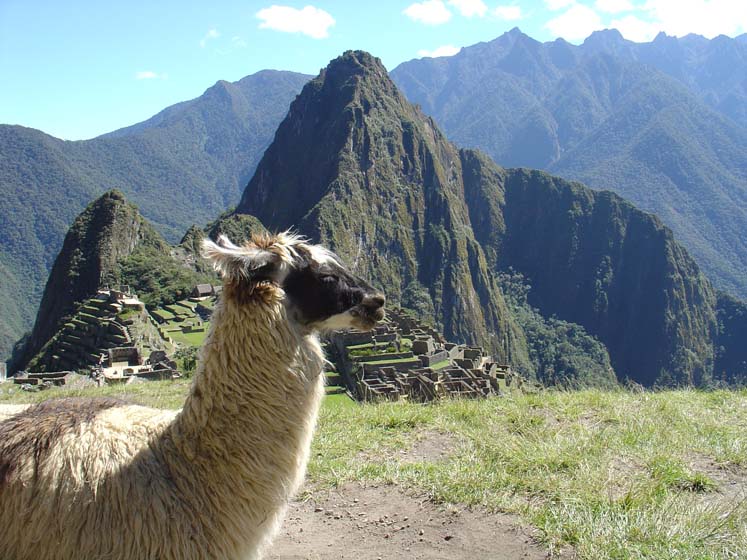 Alpaca und Machu Picchu