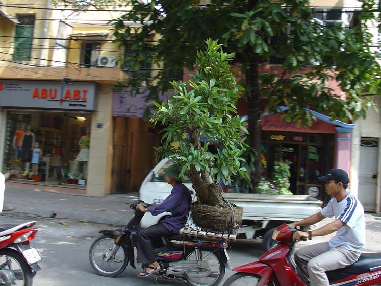 Ein Moped kann alles transportieren - Hanoi